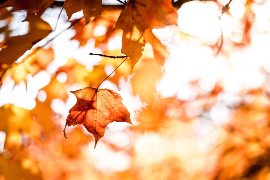 Orange autumn leaves, a reminder to clear gutters and the roof during fall home maintenance