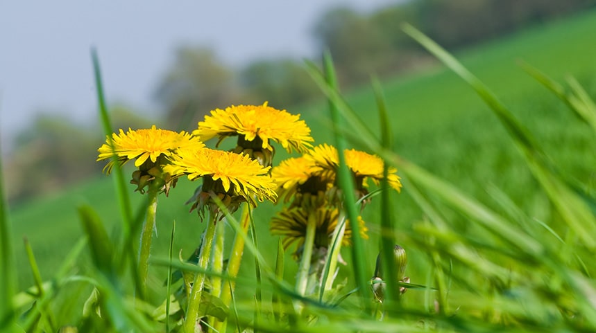 A wild sunflower on a filed