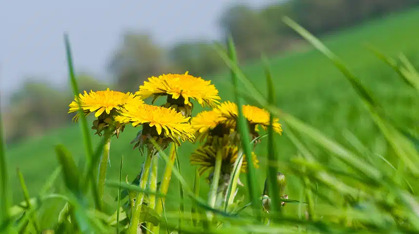 A wild sunflower on a filed