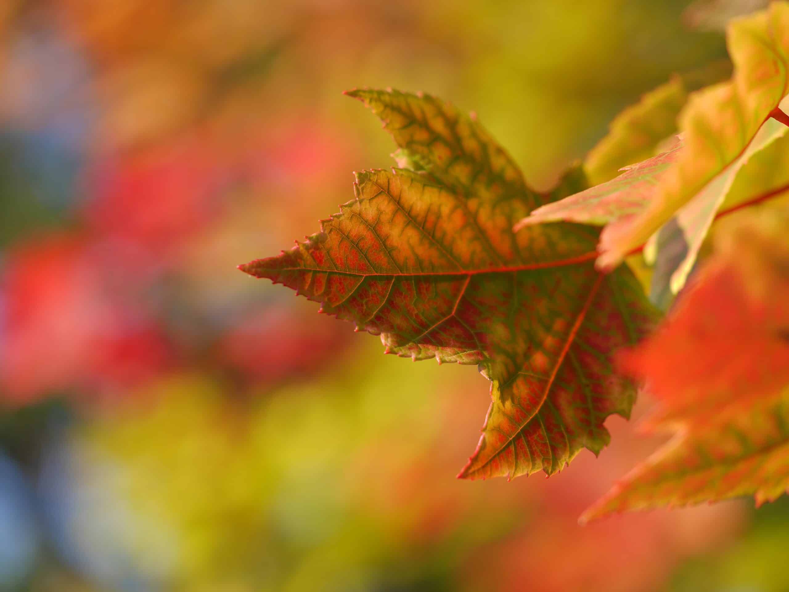 Leaves on a fall season concept.