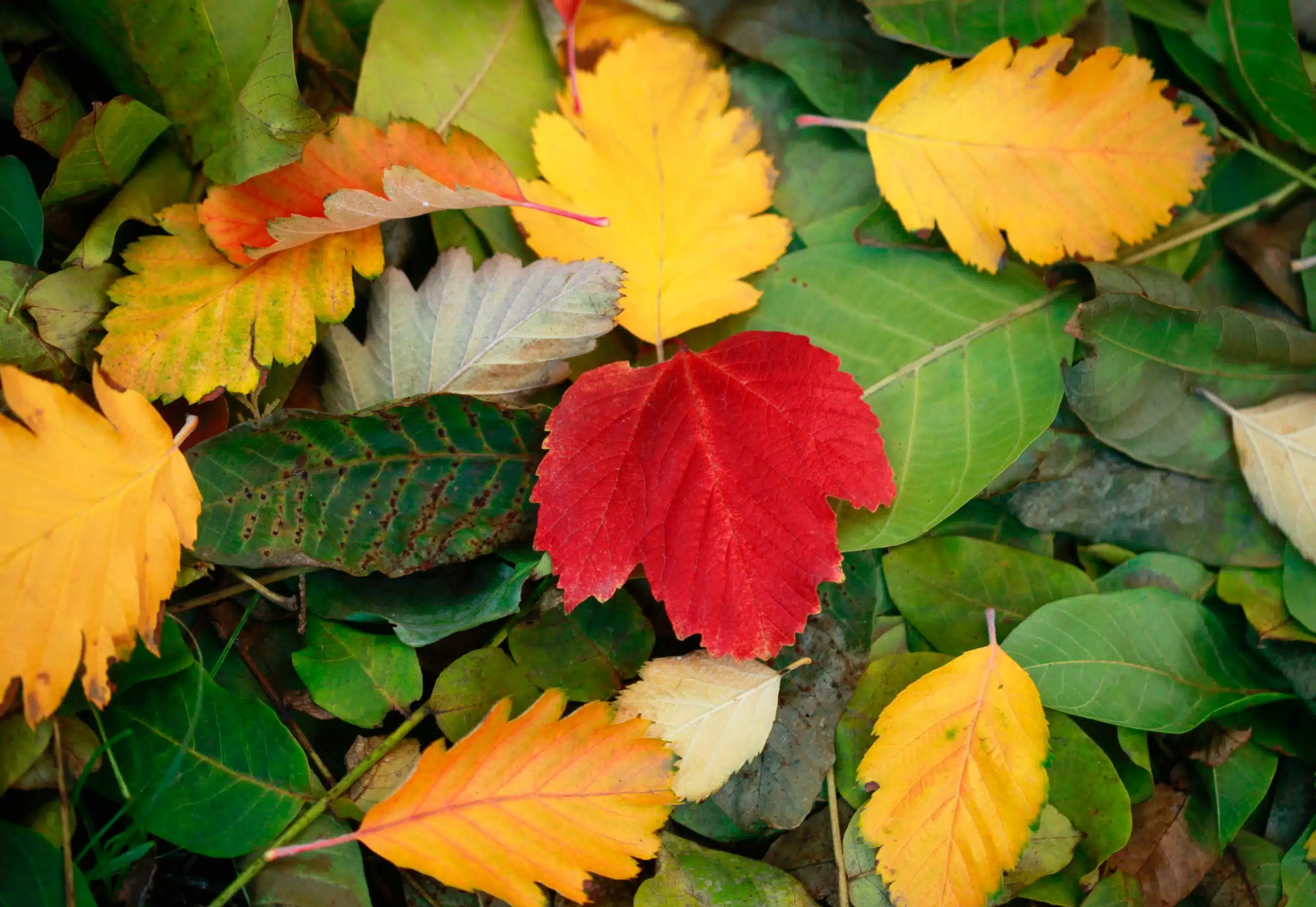 Different kind and color of leaves