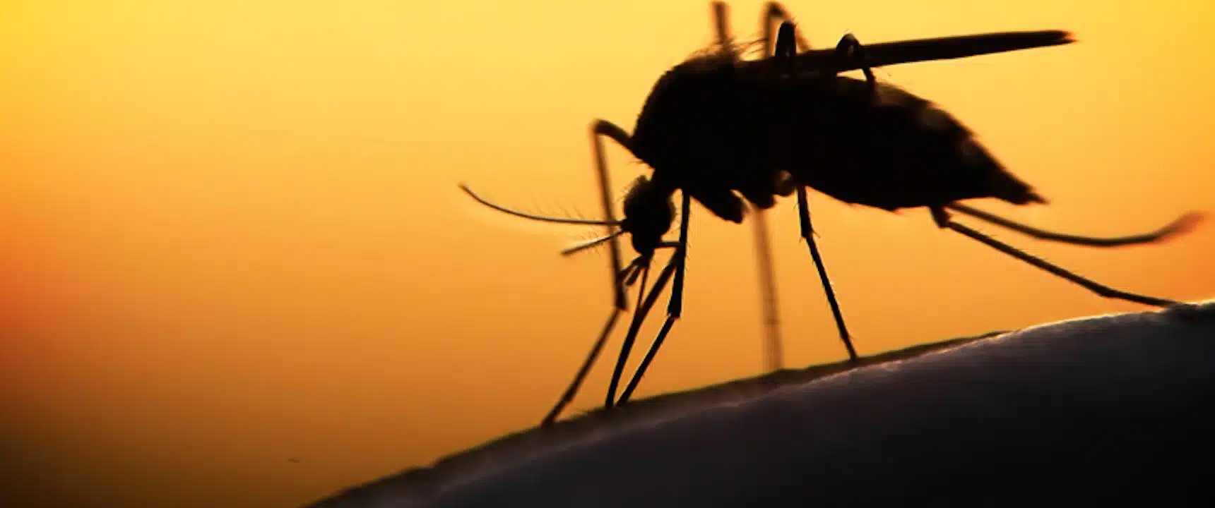 mosquito at sunset : how to keep mosquitos away from home