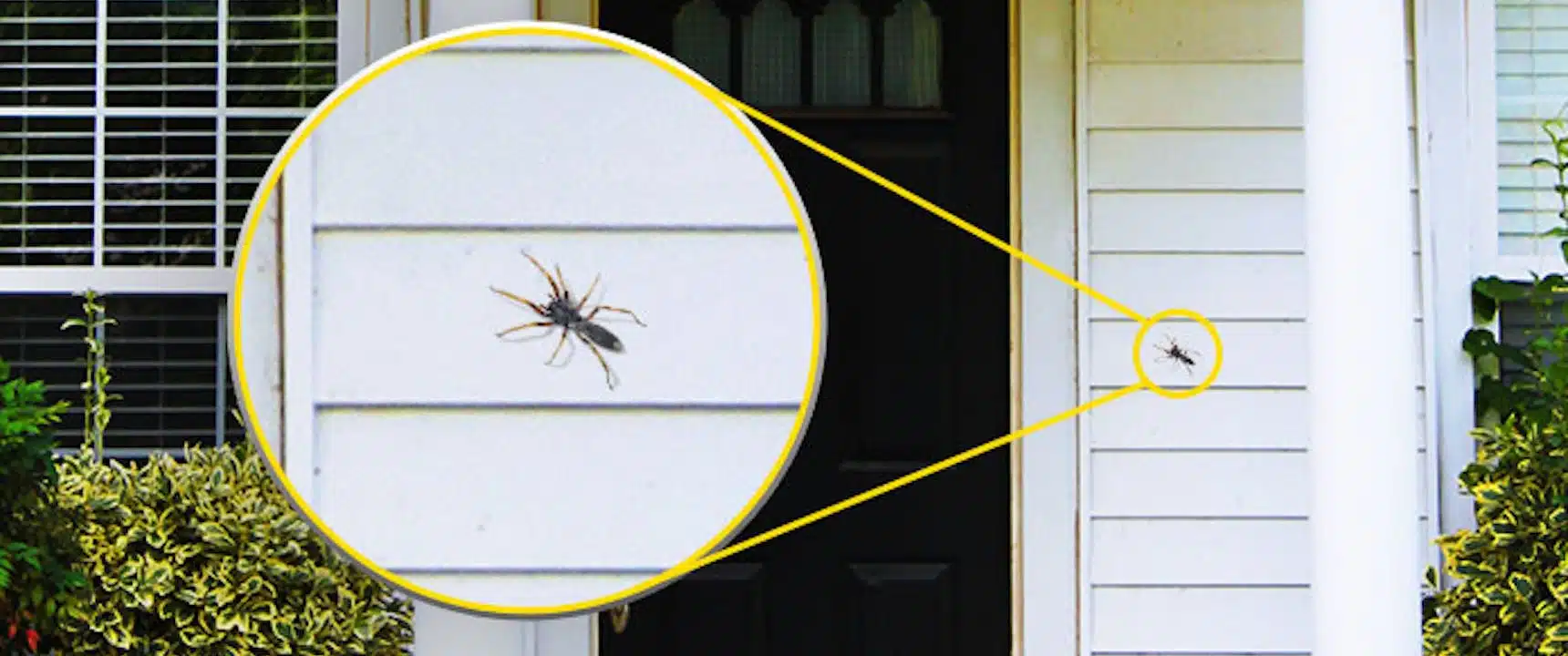 Tips to Keep Creepy Crawlers Out of Your Home This Winter