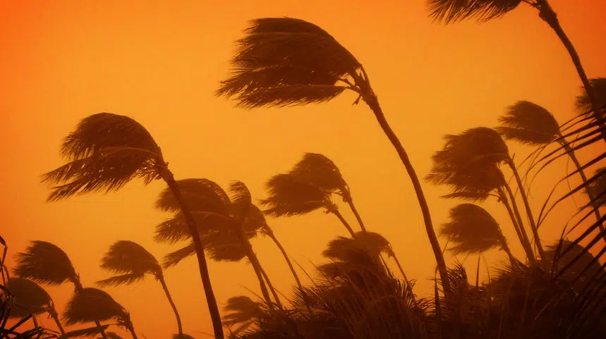 Trees swaying caused by strong winds