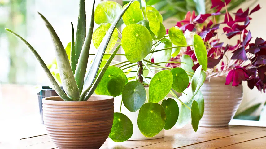 House plants in the window