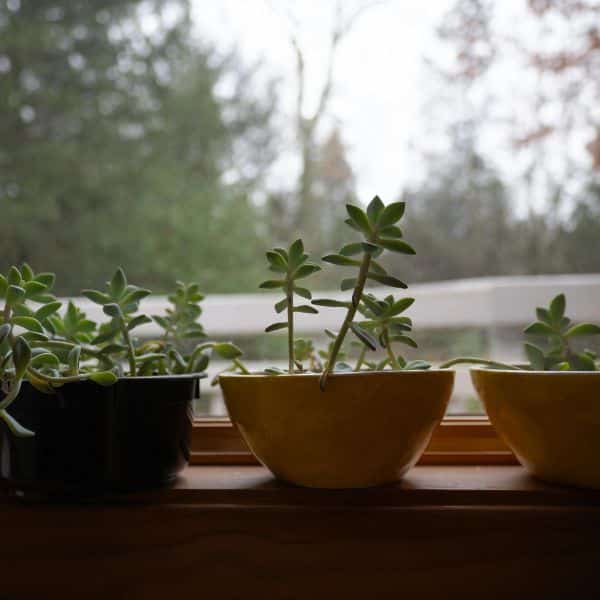 garden window