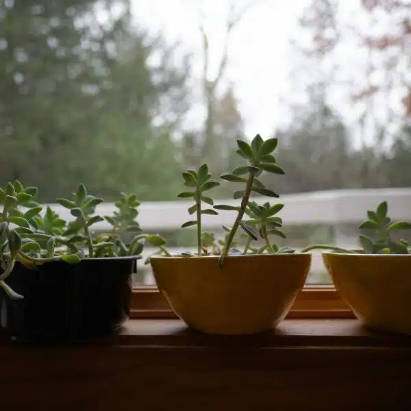 garden window